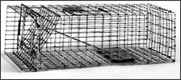 Raccoon Trap